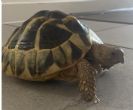 Hermanns : Young Male approx 4 years old (Milson)